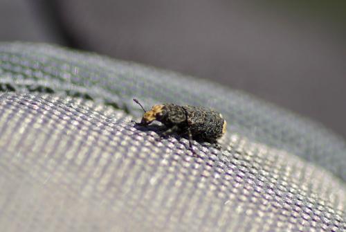 Platyrhinus resinosus